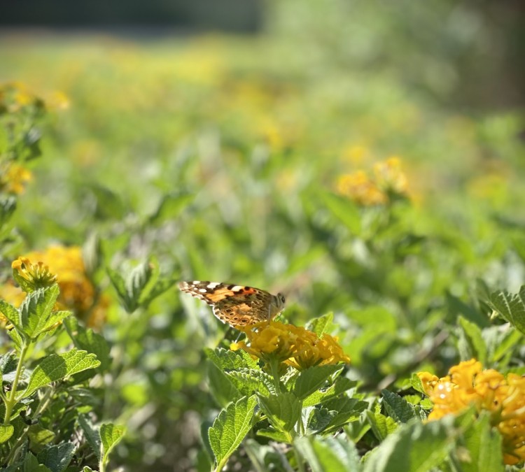 monarch-park-butterfly-garden-photo